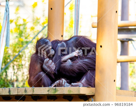 Cute orangutan playing with parent and child 96819184