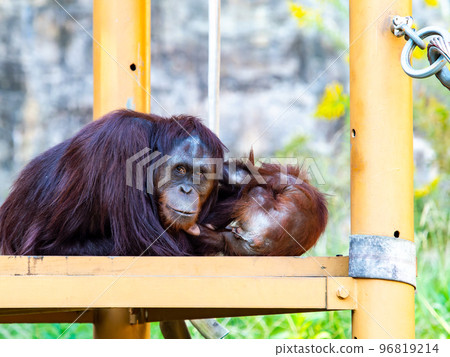 Cute orangutan playing with parent and child Cute orangutan playing with parent and child 96819214