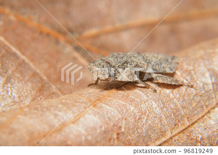 蚯蚓幼蟲 96819249