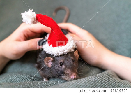 Rat in Santa's hat. Symbol of the Chinese New Year. Funny black rat Dumbo in a red santa checker on a green background. 96819701