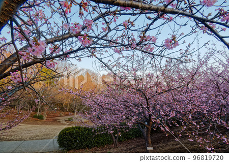 Kawazu cherry blossoms in Kohoku New Town Chigasaki Park Kawazu cherry blossoms in Kohoku New Town Chigasaki Park 96819720