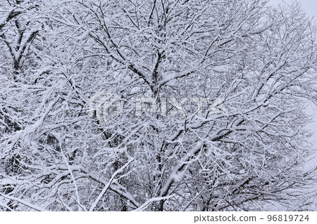 雪地 雪地 96819724