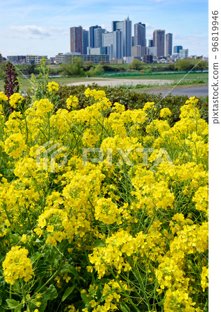 多摩川堤岸和武藏小杉塔樓公寓的油菜花 多摩川堤岸和武藏小杉塔樓公寓的油菜花 96819946
