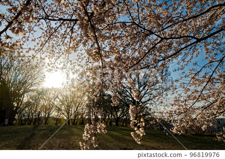 Cherry blossoms in Kohoku New Town and Nakagawa Hachimanyama Park Cherry blossoms in Kohoku New Town and Nakagawa Hachimanyama Park 96819976