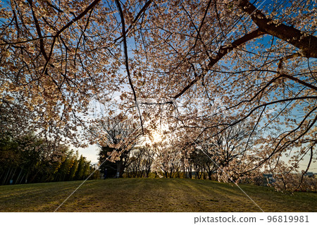 港北新城和中川八幡山公園的櫻花 港北新城和中川八幡山公園的櫻花 96819981