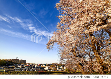 Cherry blossoms in Kohoku New Town and Nakagawa Hachimanyama Park Cherry blossoms in Kohoku New Town and Nakagawa Hachimanyama Park 96819987