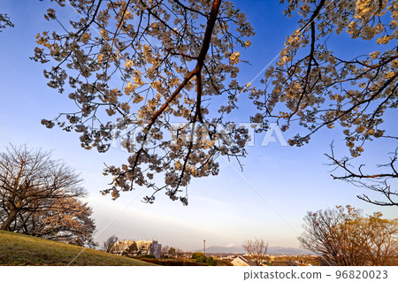 在港北新城/月出松公園欣賞櫻花和富士山 96820023