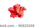 Beautiful red Hibicus flower isolated on white background 96820268