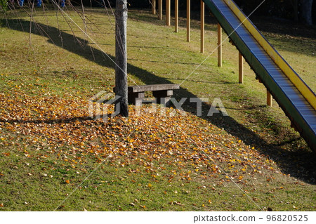Fallen leaves of ginkgo trees in an empty park early in the morning Fallen leaves of ginkgo trees in an empty park early in the morning 96820525