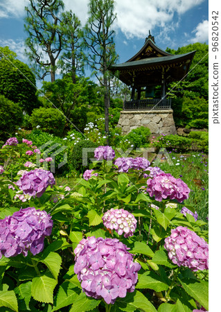 港北新城繡球花寺 港北新城繡球花寺 96820542