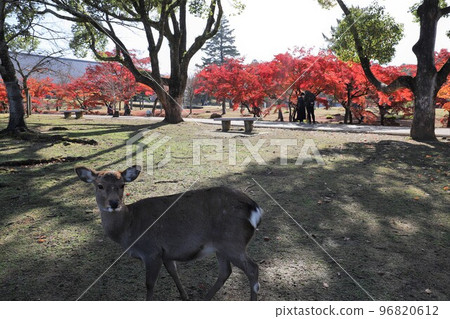 奈良公園秋葉 奈良公園秋葉 96820612