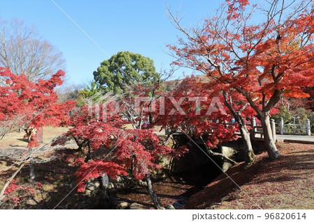 奈良公園秋葉 奈良公園秋葉 96820614