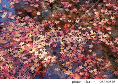 Autumn leaves of Nara Park Autumn leaves of Nara Park 96820616
