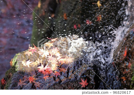 奈良公園秋葉 奈良公園秋葉 96820617