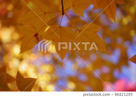 Sunbeams through the leaves of yellow leaves, Forest of Taiwan Fuu 96821285