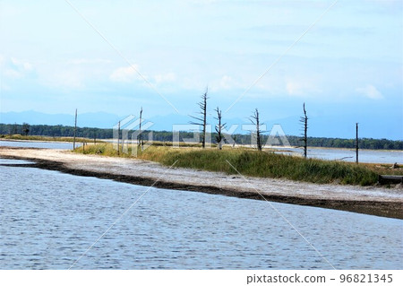 Scenery of Notsuke Peninsula Todowara Scenery of Notsuke Peninsula Todowara 96821345