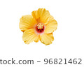 yellow flower isolated on a white background  96821462
