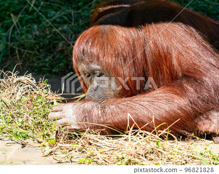 The figure of an orangutan relaxing leisurely 96821828