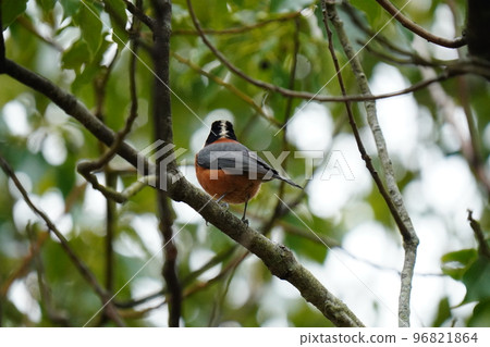 A cute variegated tit looking for food early in the morning even with the lowest temperature this winter A cute variegated tit looking for food early in the morning even with the lowest temperature this winter 96821864