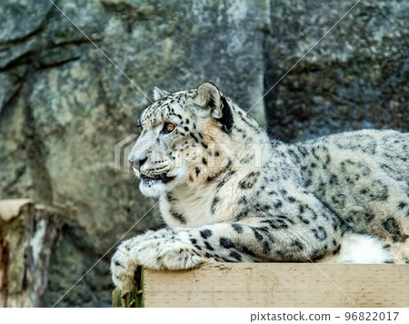 A dignified and beautiful snow leopard A dignified and beautiful snow leopard 96822017