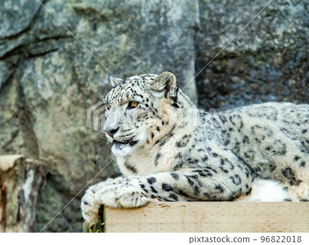 A dignified and beautiful snow leopard 96822018