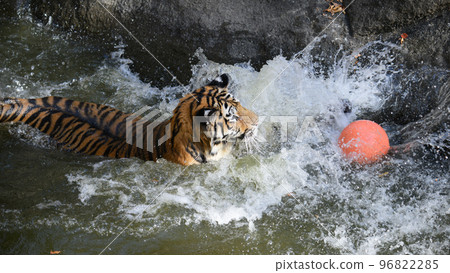 Amur tiger cub playing ball in a pond Amur tiger cub playing ball in a pond 96822285