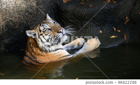 Amur tiger cub looking up in the pond 96822286