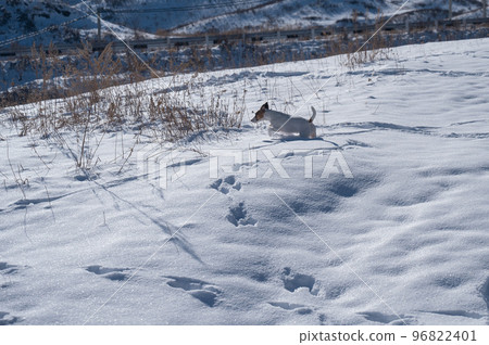 Jack Russell Terrier dog running through snowdrifts.  96822401