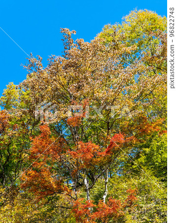 Autumn scenery Beautiful foliage of Hikawa leading to Daibosatsurei 96822748