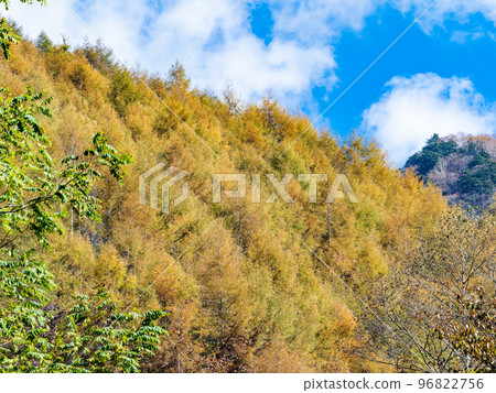 秋天的風景 冰川的美麗樹葉通往 Daibosatsurei 96822756