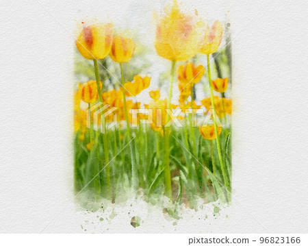 Tulip field on a sunny day, red tulips, yellow tulips, tulip flower bed Tulip field on a sunny day, red tulips, yellow tulips, tulip flower bed 96823166