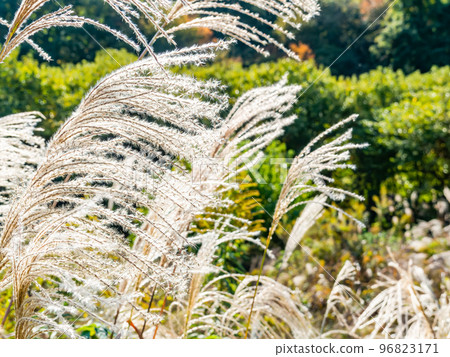 The scenery of late autumn, the scenery of a harvested autumn farm 96823171