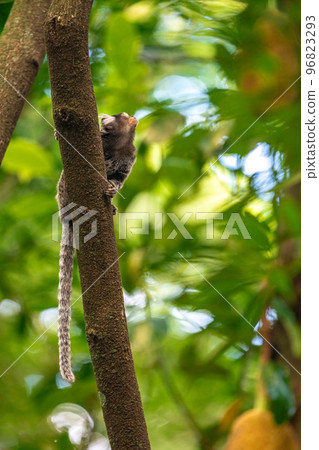 Marmoset monkey on a tree in the wild 96823293