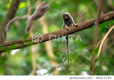 Marmoset monkey on a tree in the wild 96823294