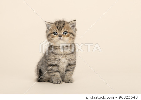 Cute golden tabby purebred british shorthair baby cat , looking at the camera on a creme background 96823548