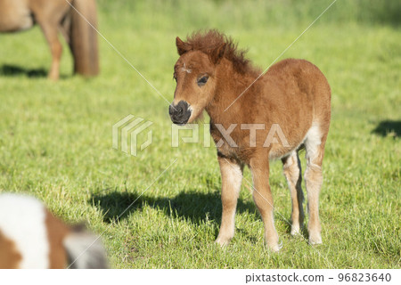 Cute foal of a shetland pony on a green grass field 96823640