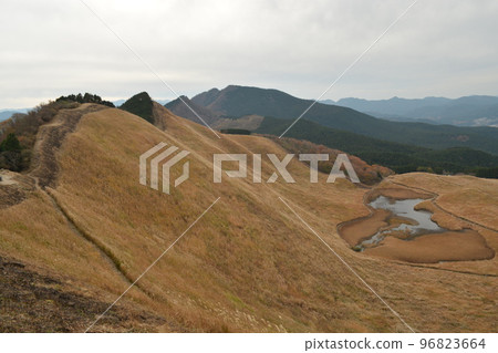 Japanese pampas grass in autumn (Nara Prefecture, Soni Plateau) 96823664