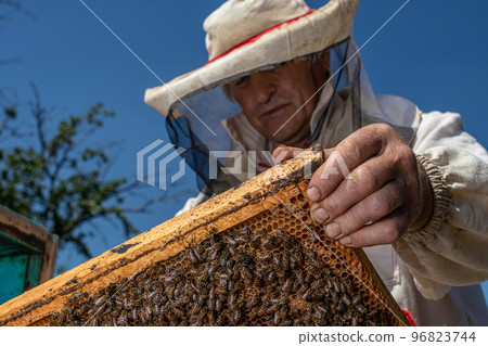 A man holds a frame with bees in his hands. A suit for a beekeeper, a jumpsuit and a mesh cap protection on the head. 96823744