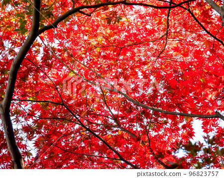 Beautiful view of colorful autumn leaves Beautiful view of colorful autumn leaves 96823757