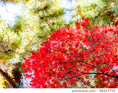 Beautiful view of colorful autumn leaves Beautiful view of colorful autumn leaves 96823758