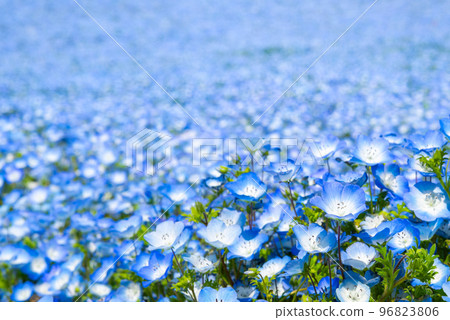 Nemophila 盛開的田野_春天（茨城縣日立海濱公園） 96823806