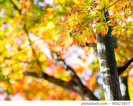 五顏六色的秋葉美麗的景色 96823807