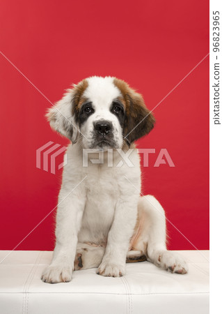 Saint Bernard puppy dog sitting on a white bench on a red background looking at the camera 96823965