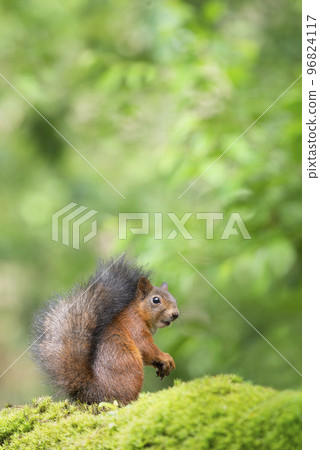 European red squirrel looking surprised on green moss underground and trees in the background European red squirrel looking surprised on green moss underground and trees in the background 96824117