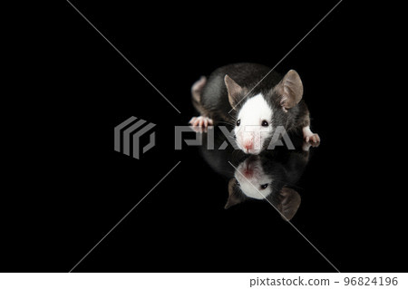 Pretty black and white hereford mouse on a black background with reflection 96824196