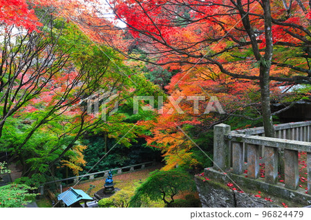 [香川縣] 貓寺的秋葉（第 82 屆 Fudasho） 96824479