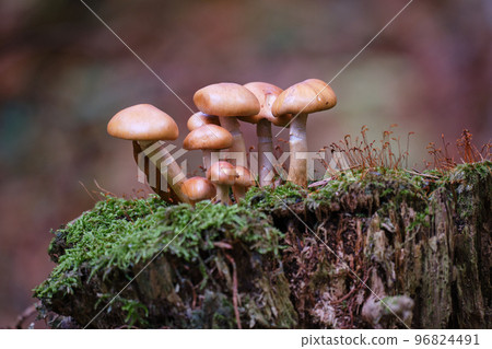 Mushrooms in the forest grow on a green mossy substrate. 96824491