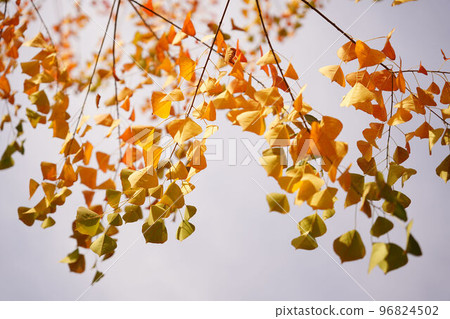 Autumn leaves Autumn leaves 96824502