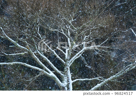 Fantastic snow scene in Okumikawa Kita Shitara-cho Fantastic snow scene in Okumikawa Kita Shitara-cho 96824517