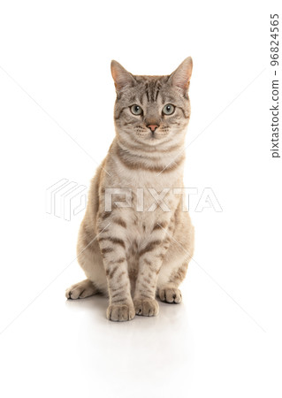 Snow bengal purebred cat looking at the camera sitting on a white background Snow bengal purebred cat looking at the camera sitting on a white background 96824565